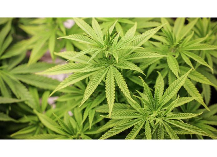 Srinagar: Police Launch Comprehensive Operation to Destroy Wild Cannabis in Baramulla