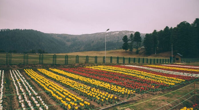 Over 2 Lakh Blooming Tulips Ready To Welcome Visitors At Picturesque Sanasar